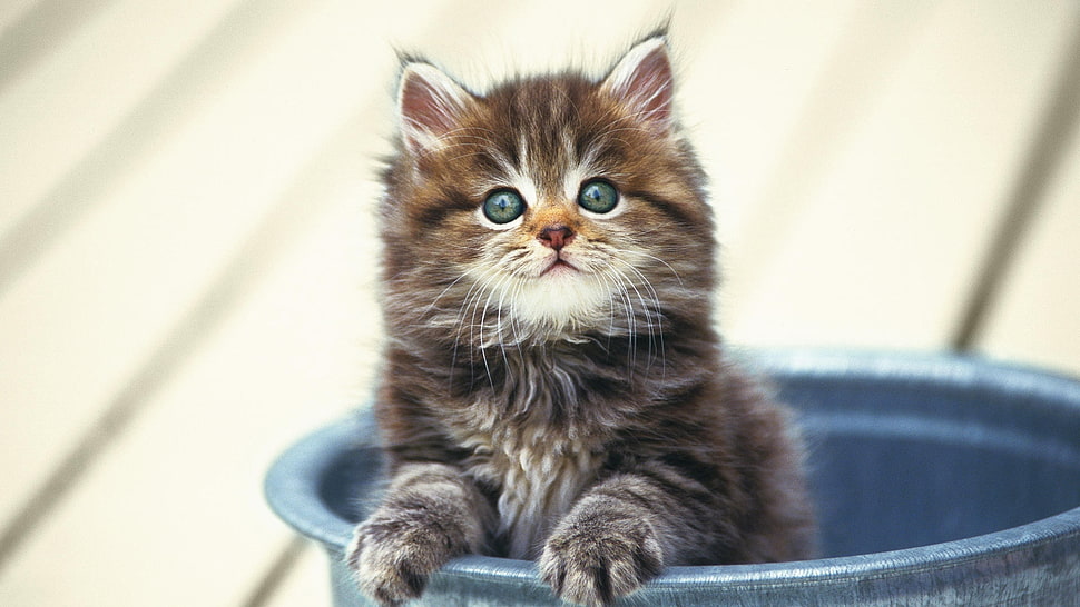 brown kitten on grey container HD wallpaper