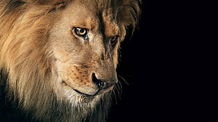 photography of brown lion