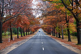 grey asphalt road in between brown leafed trees, mt macedon