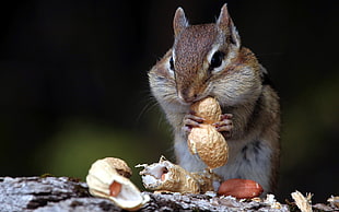 shallow focus photography of rodent eating nuts during daytime