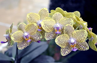 yellow-and-purple Moth Orchids flower in closeup photo