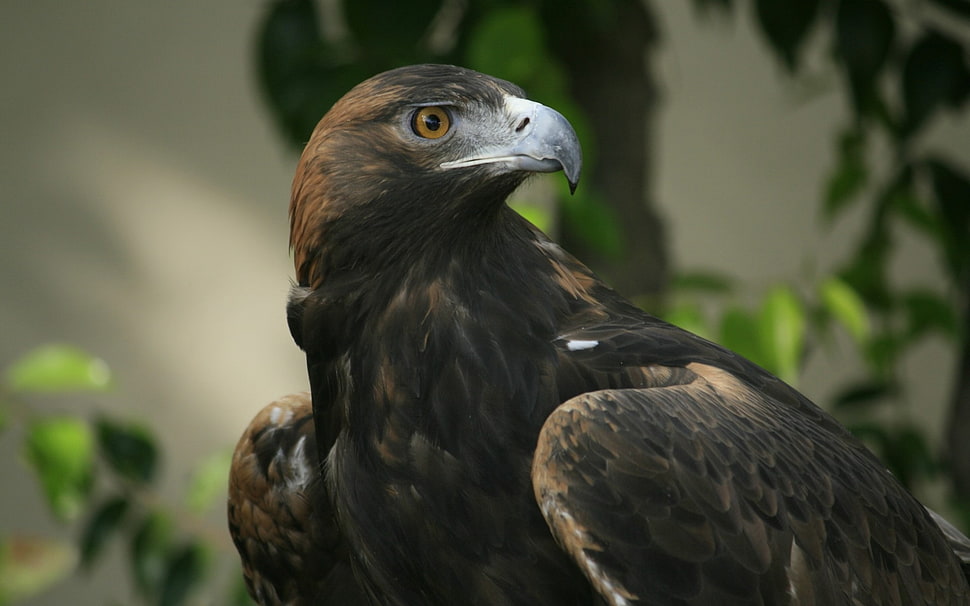 Black Eagle HD wallpaper