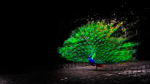 green and blue peacock, animals, birds, peacocks, artwork