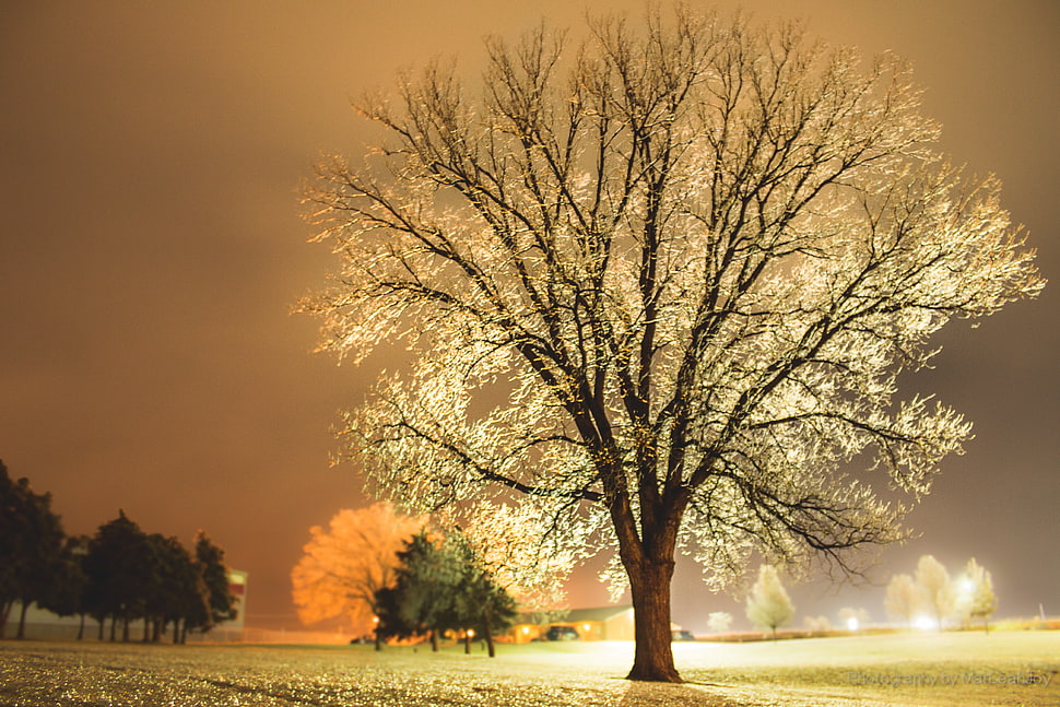 tree sorounded by light photo in nighttime HD wallpaper