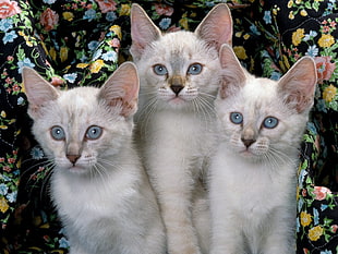 three white kittens HD wallpaper