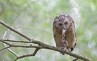 brown and black Owl perched on branch with brown frog between beak