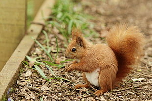 brown Squirrel near green grass