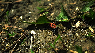 milkweed bug on soil ground beside green leaf closeup photography