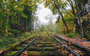 moss covered black meta train tracks in the middle of rainforest HD wallpaper
