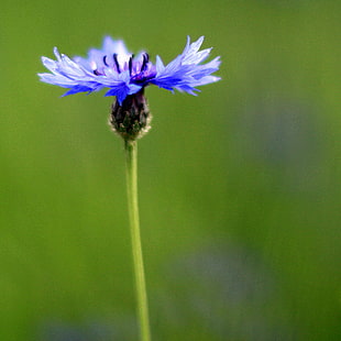 blue petaled flower in closeup photography HD wallpaper