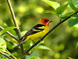 yellow black and red parakeet, western tanager