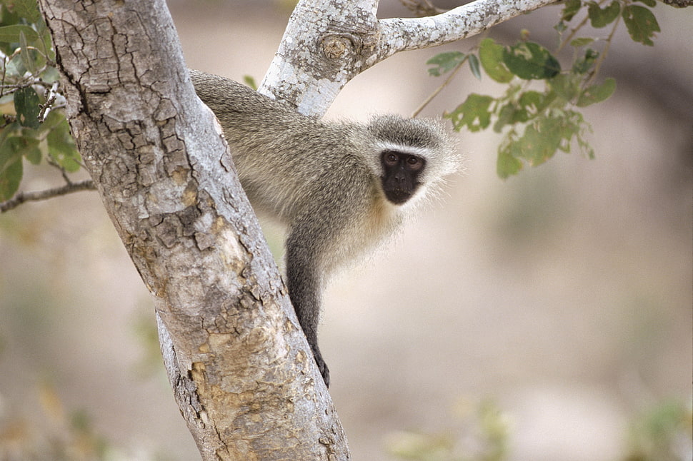 gray and black monkey on tree selective focus photography HD wallpaper