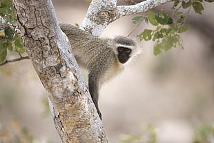 gray and black monkey on tree selective focus photography