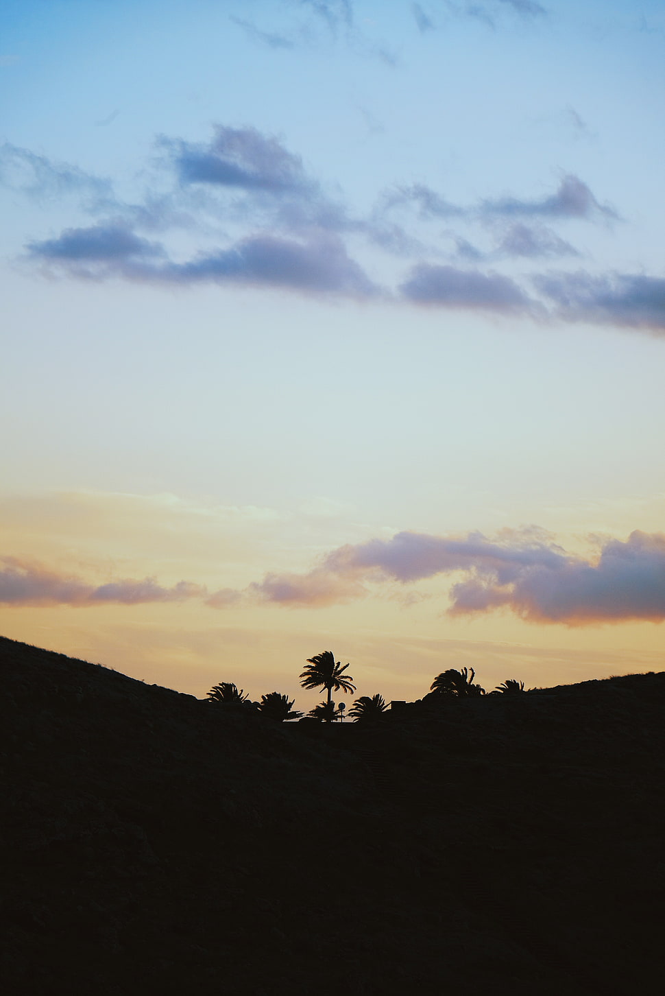 tree photo HD wallpaper