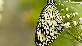 selective focus photography of Paper Kite butterfly on flower