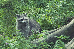 gray raccoon, Raccoon, Forest, Grass
