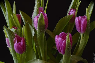 purple digital flower plants