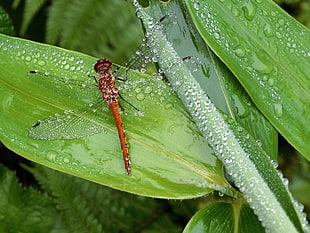 brown dragonfly on green leaf