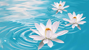 closeup photo of three white Lotus flowers on body of watter