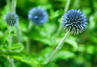 selective focus photo of blue Globe Amaranth flower, hong kong