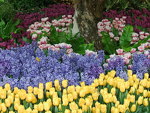 landscape photo of yellow, purple, and pink flowers