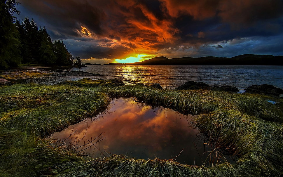 green grass, sunset, grass, trees, puddle HD wallpaper