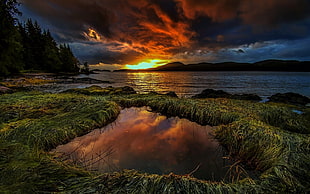 green grass, sunset, grass, trees, puddle