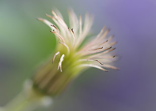 macro photography of beige petaled flower