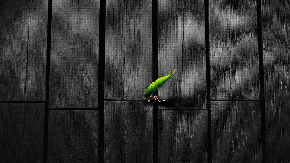 green leaf insect, insect, artwork, texture, leaves HD wallpaper