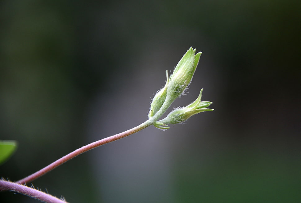 selective focus photography of green flower bud during daytime HD wallpaper