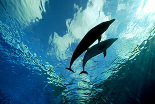 two dolphins under body of water