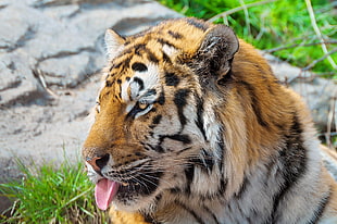 Tiger showing its tongue
