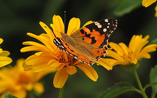 Painted Lady Butterfly HD wallpaper