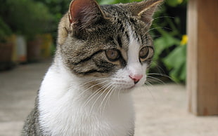 short-fur white and black cat, cat, animals
