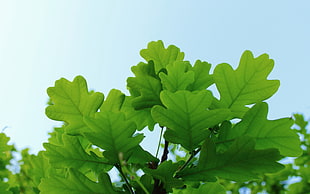 selective photo of green leafy plant