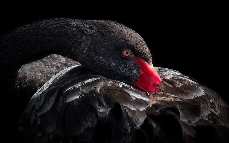 close-up photography of black swan HD wallpaper