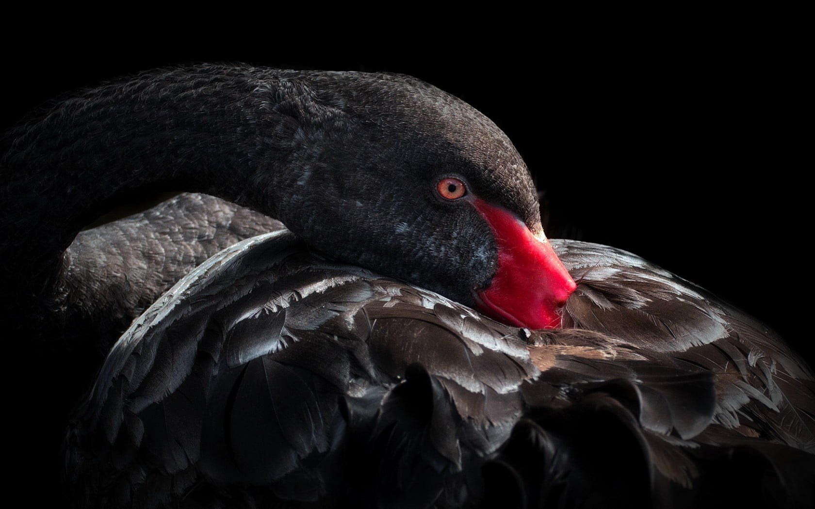 Close-up photography of black swan HD wallpaper Wallpaper Flare