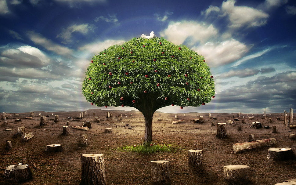 green leafed tree, abstract HD wallpaper