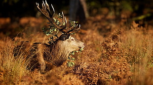 adult brown reindeer, deer, animals, antlers, nature