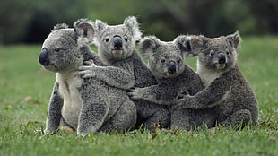 four koala sits on grass field at daytime HD wallpaper