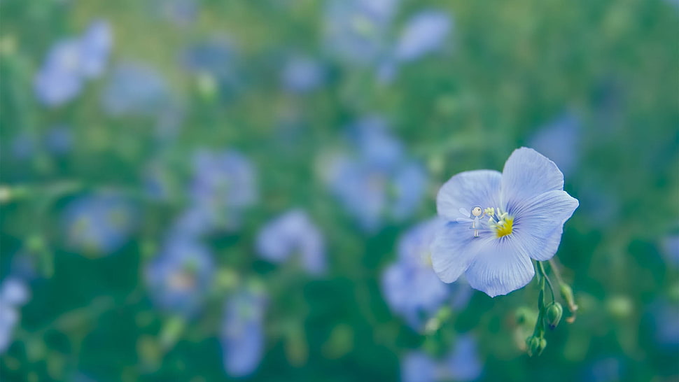 white flower photograph HD wallpaper