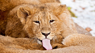 photo of lion tongue out during daytime