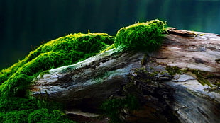 green grass