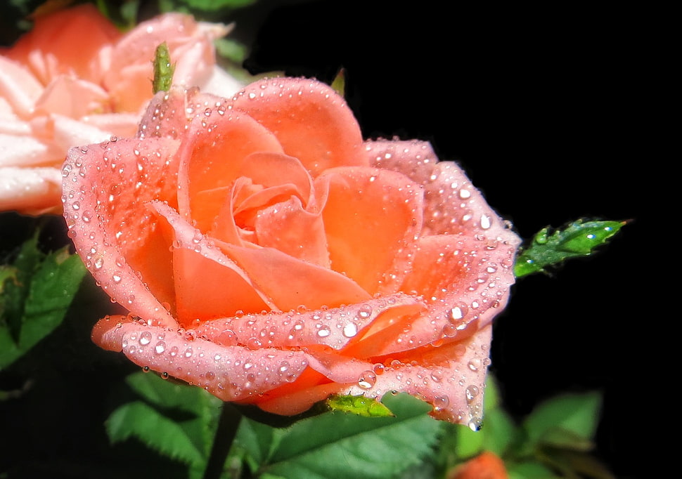 macro photo of pink rose with water dew HD wallpaper