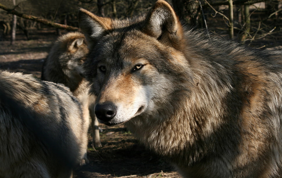 three brown wolves standing near each other HD wallpaper