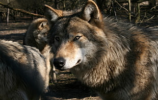 three brown wolves standing near each other