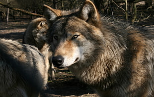 three brown wolves standing near each other