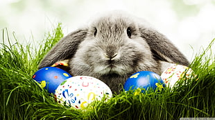gray rabbit, animals, rabbits, Easter, eggs HD wallpaper