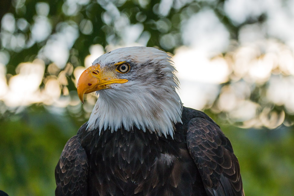 white and black Eagle HD wallpaper