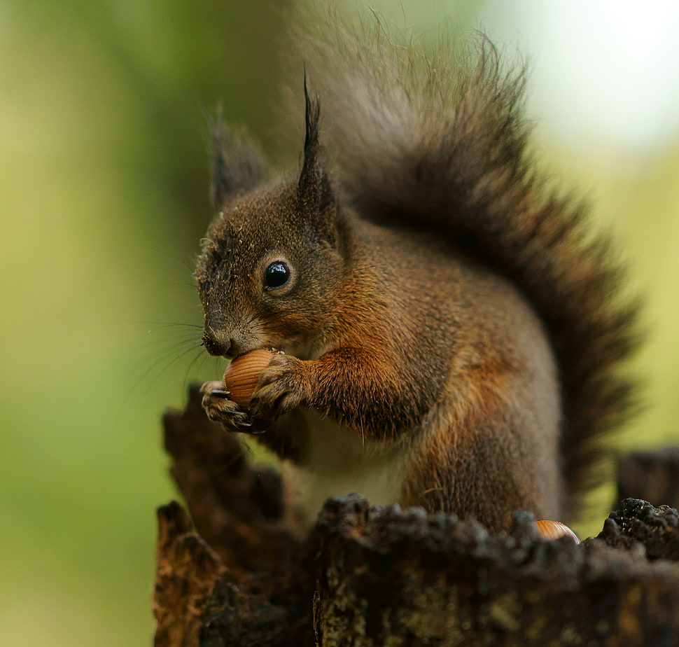 selective focus photography of squirrel HD wallpaper